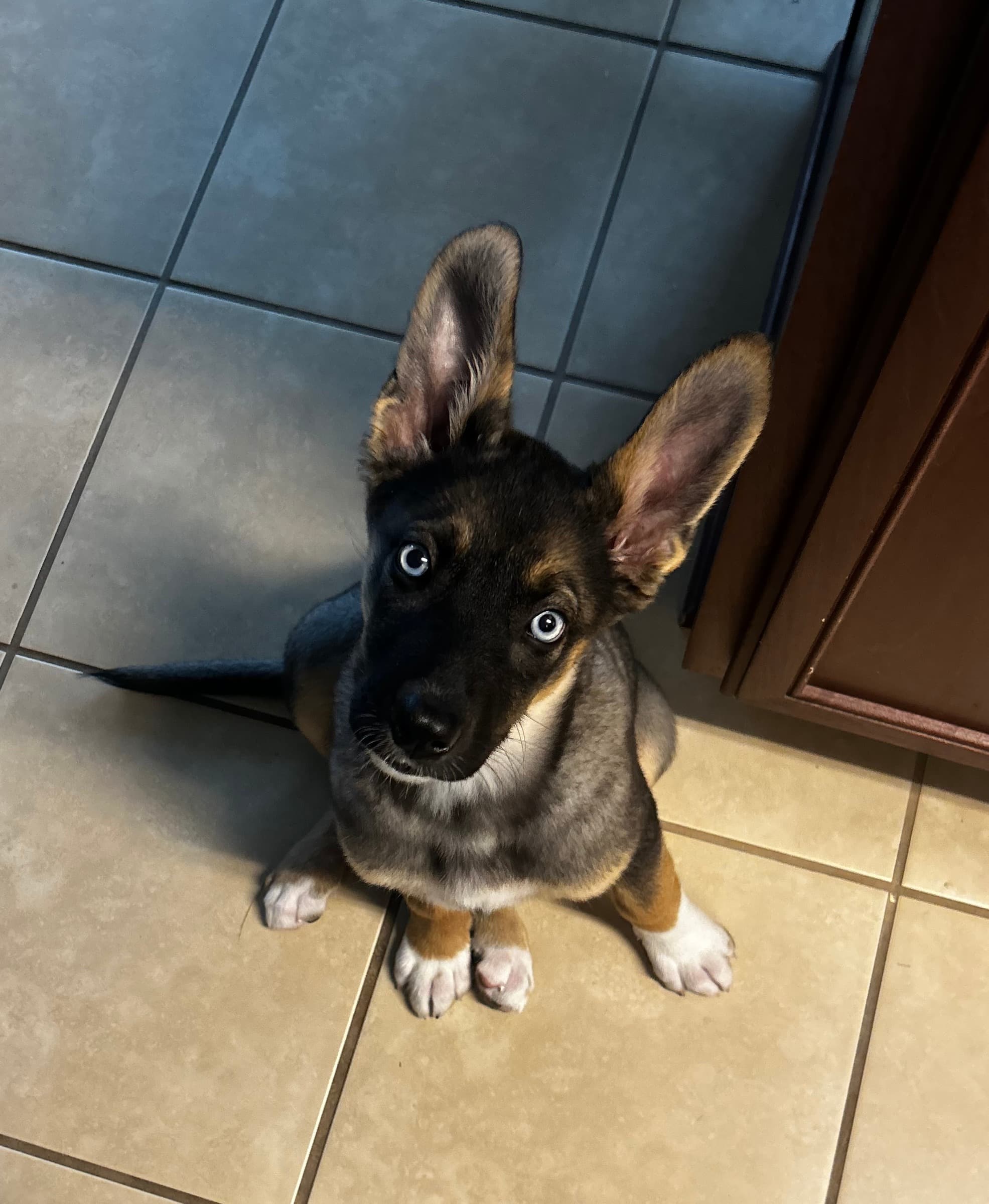 Dog Behavior Modification in Houston with B & H Dog Training