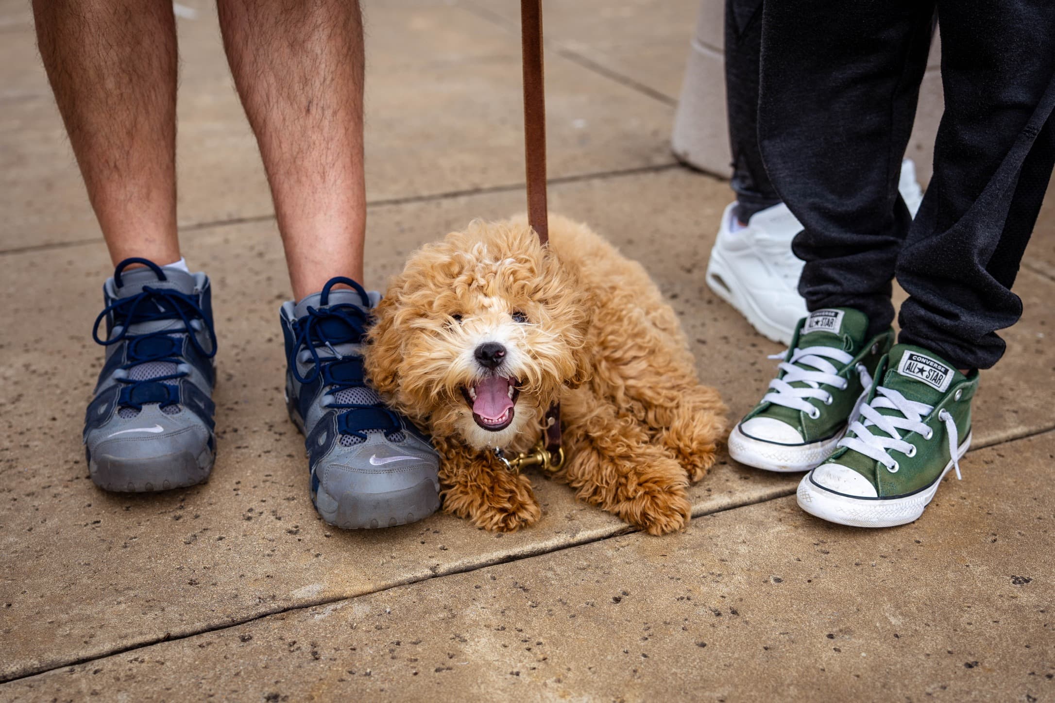 Reactive Dog Training in Houston with B & H Dog Training